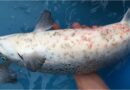 Realidad bajo el agua: Salmoneras en Aysén operan con hasta 80 piojos marinos promedio por pez