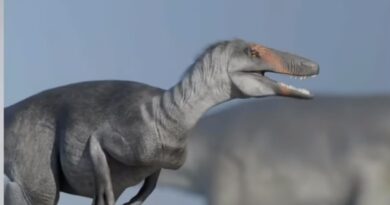 Científicos encontraron restos de un ‘megaraptor’ en la Patagonia chilena