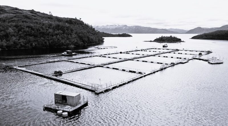 Greenpeace por cifras de Sernapesca: Áreas protegidas concentran un tercio de la sobreproducción ilegal de la industria salmón